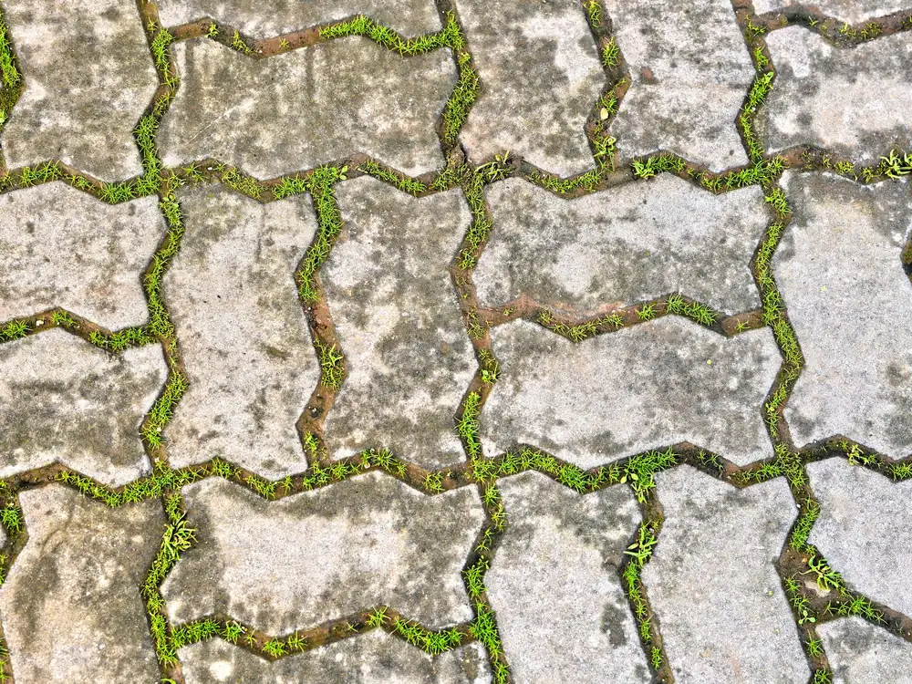Interlocking concrete pavers with growth in the joints