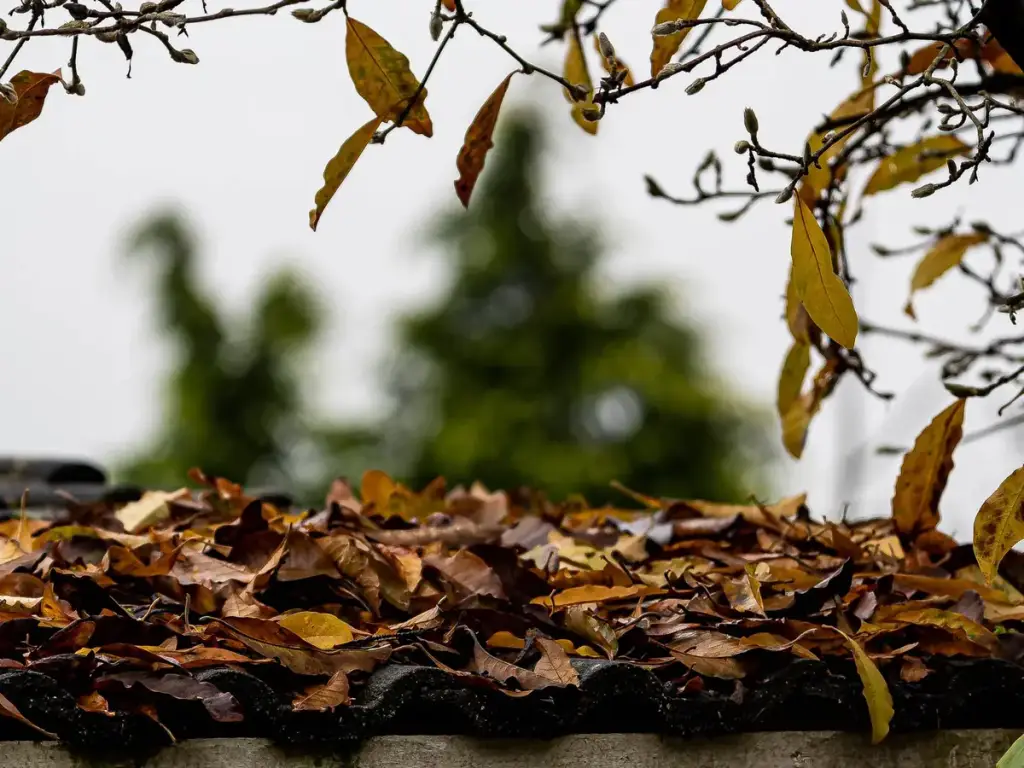 Dry leaves collected along the edge of a roof