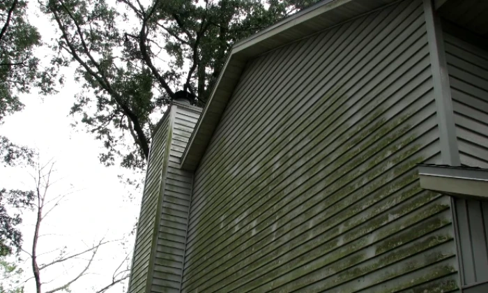 Algae and mildew growth on a shaded gable end of lap siding