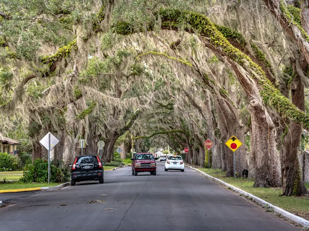 Street lined with live oaks draped in Spanish moss